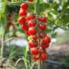 Cherry-Tomato-Cheramy-Seeds-1 Kerstomaat Cerise