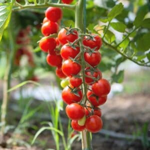 Kerstomaat Cherry Mix