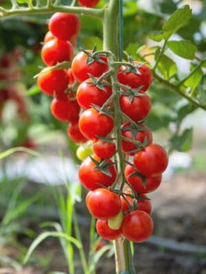 Cherry-Tomato-Cheramy-Seeds-1 Kerstomaat Cerise