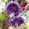 Klokwinde Cobaea Scandens Klokwinde Cobaea Scandens