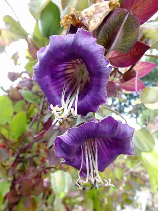 Klokwinde Cobaea Scandens Klokwinde Cobaea Scandens
