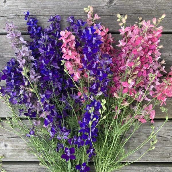 Delphinium Consolida Ajacis Mix Delphinium Consolida Ajacis Mix