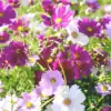 Cosmea Early Sensation