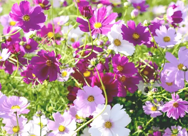 Cosmea Early Sensation