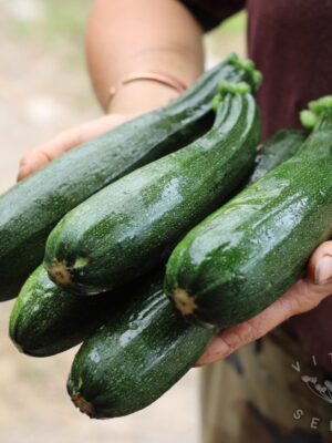Courgette BLack Beauty