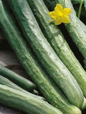 Cucumber-Chinese Komkommer Chinese Slangen