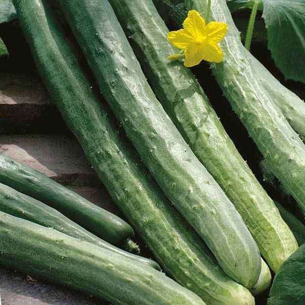Cucumber-Chinese Komkommer Chinese Slangen