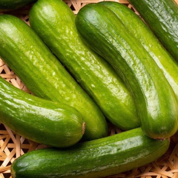Cucumber Iznik Snack F1 Snackkomkommer Iznik F1