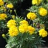 Afrikaantje Laag Tagetes patula Petite Yellow