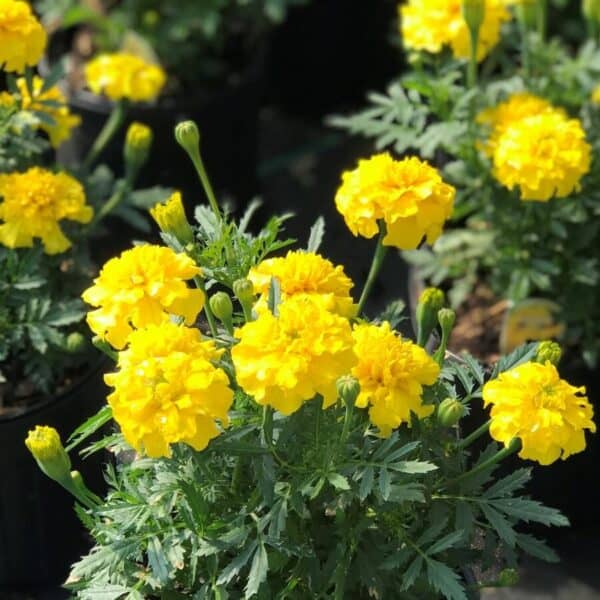 Afrikaantje Laag Tagetes patula Petite Yellow