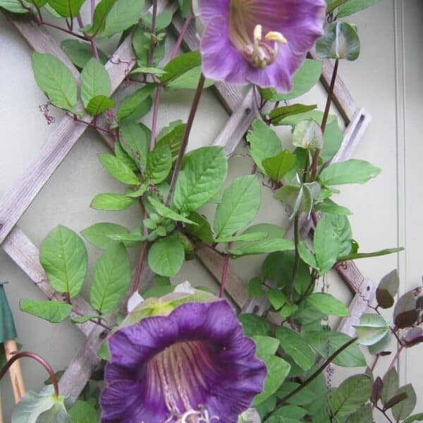 Klokwinde Cobaea Scandens Klokwinde Cobaea Scandens
