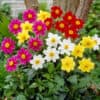 Dahlia-Dwarf-Patio-Mignon_3000381__08006 Dahlia Mignon Mix