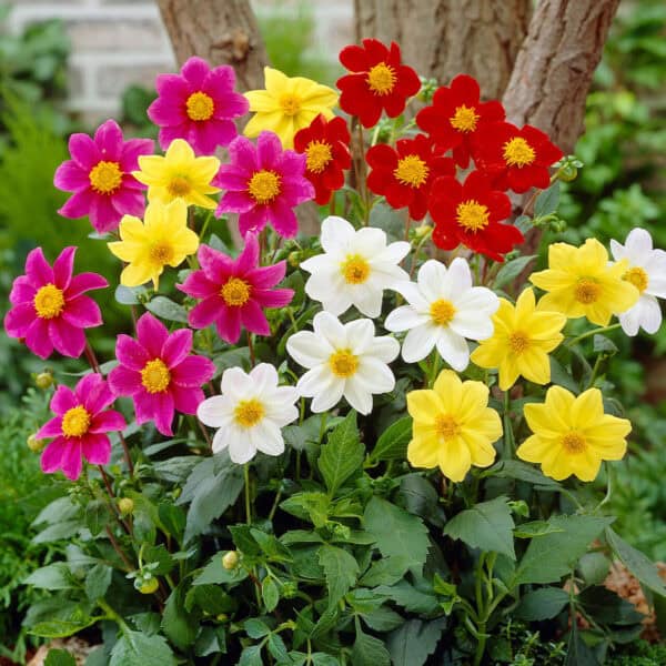 Dahlia-Dwarf-Patio-Mignon_3000381__08006 Dahlia Mignon Mix