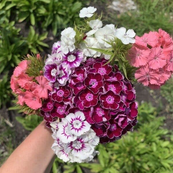 Dianthus Barbatus mix