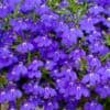 Lobelia Erinus Kaiser Wilhelm