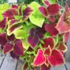 Coleus Rainbow Coleus Rainbow