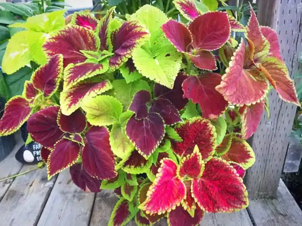 Coleus Rainbow Coleus Rainbow