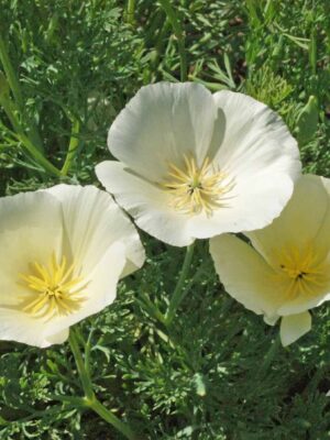 Slaapmutsje Enkel Wit