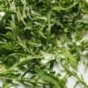 Rucola