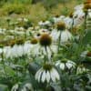 Echinacea purpurea Alba Echinacea purpurea Alba