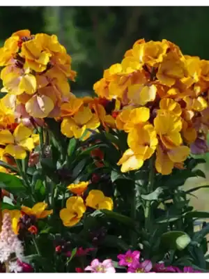 Muurbloem Erysimum cheiri