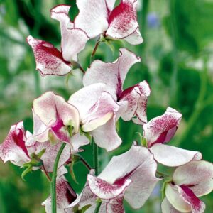 Siererwt Lathyrus Odoratus Wiltshire Ripple