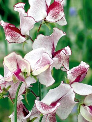 Siererwt Lathyrus Odoratus Wiltshire Ripple Siererwt Lathyrus Odoratus Wiltshire Ripple