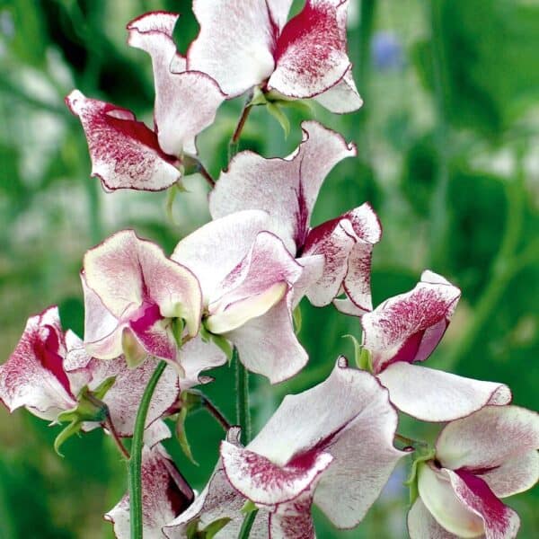 Siererwt Lathyrus Odoratus Wiltshire Ripple