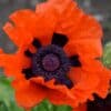 Papaver Scarlet