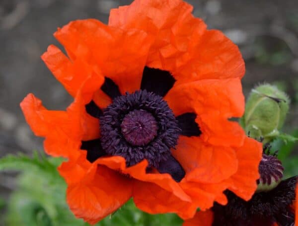 Papaver Scarlet