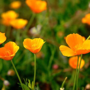 Slaapmutsje Enkel Oranje