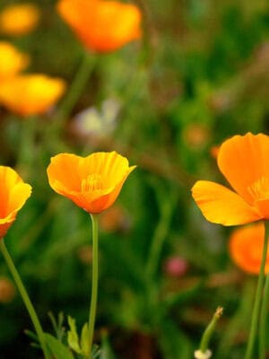 Slaapmutsje Enkel Oranje Slaapmutsje Enkel Oranje