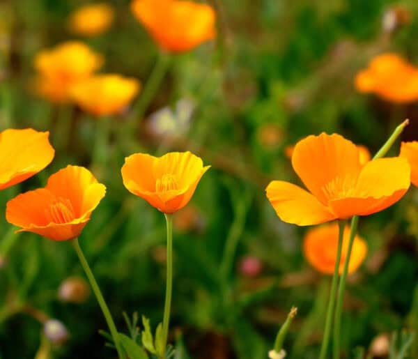 Slaapmutsje Enkel Oranje