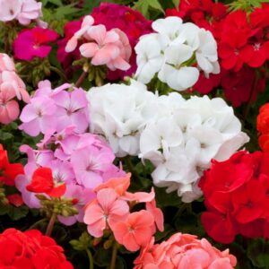 Geranium Mix