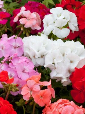Geranium Mix