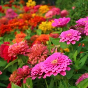 Zinnia Lilliput