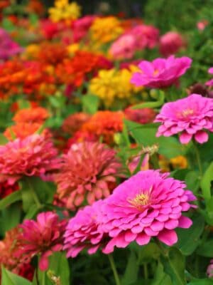 Zinnia Lilliput