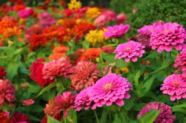 Zinnia Lilliput Zinnia Lilliput
