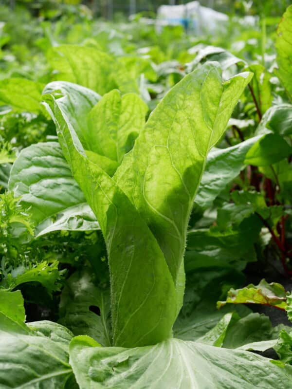 Groenlof Vroege Zelfsluitende