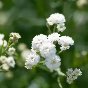 Gipskruid Gypsophila Elegans