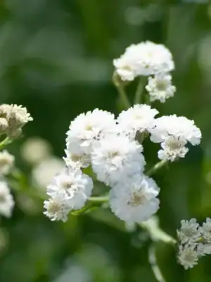Gipskruid Gypsophila Elegans Gipskruid Gypsophila Elegans