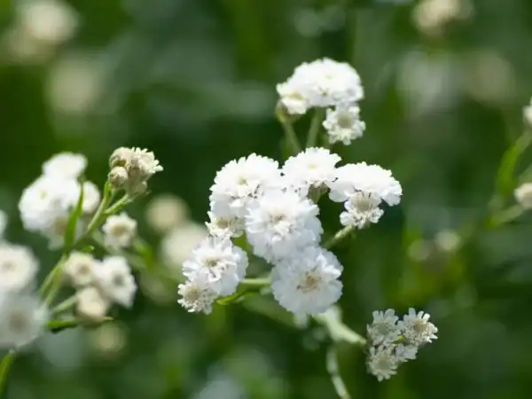 Gipskruid Gypsophila Elegans
