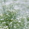 Gipskruid Gypsophila Elegans