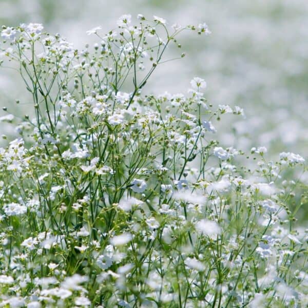Gipskruid Gypsophila Elegans
