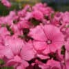 Lavatera Silvercup