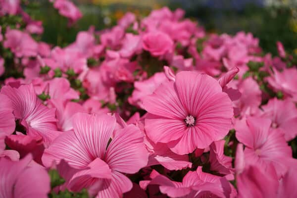 Lavatera Silvercup Lavatera Silvercup