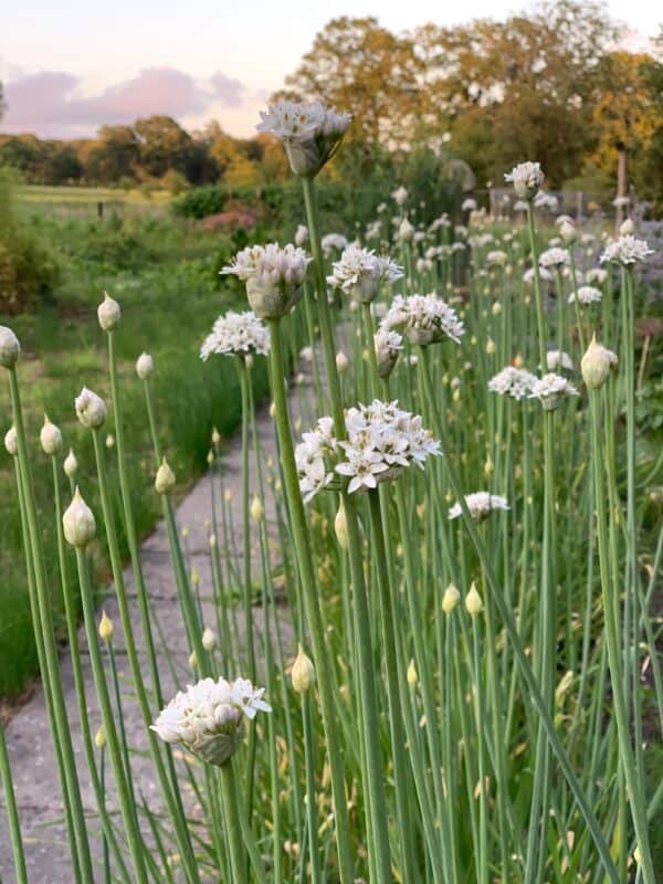 Knoflook bieslook bloem