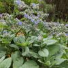 Borage Plant