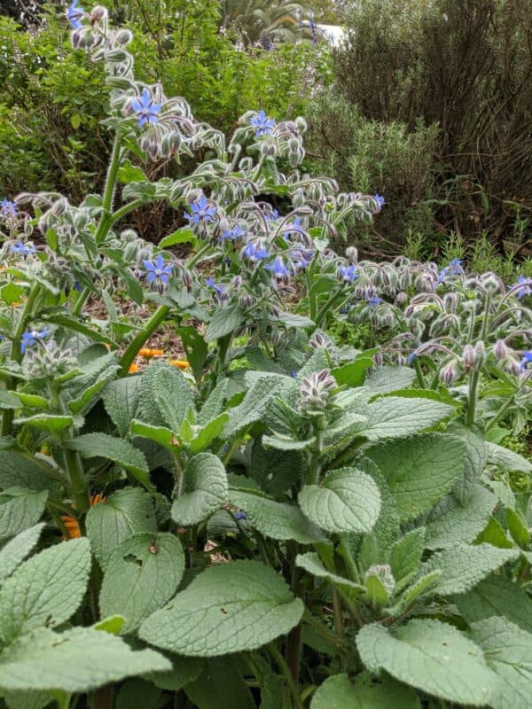 Borage Plant