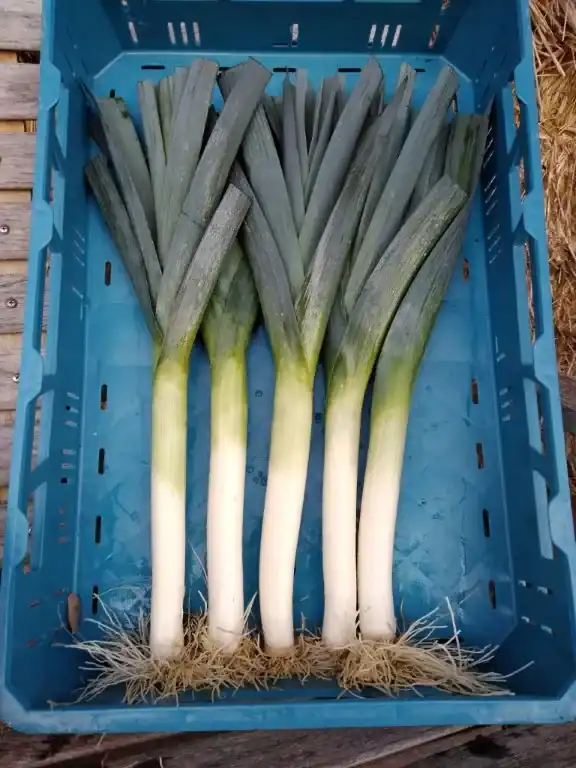 IMG_20201129_141327957-Middel Prei Blauwgroene Herfst Ideal